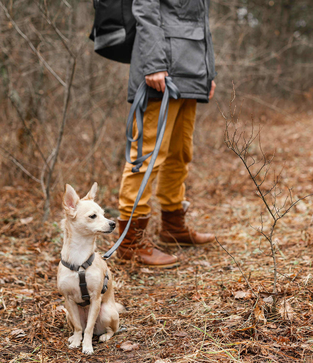 A dog on a lead being walked by a dog walker in the woods.