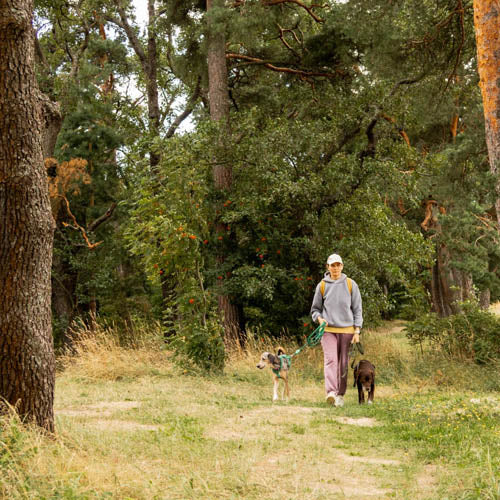 A dog walker lone working in a wooded. area.