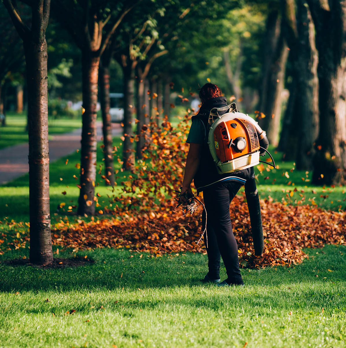 A groundskeeper operating heavy duty leaf blower.