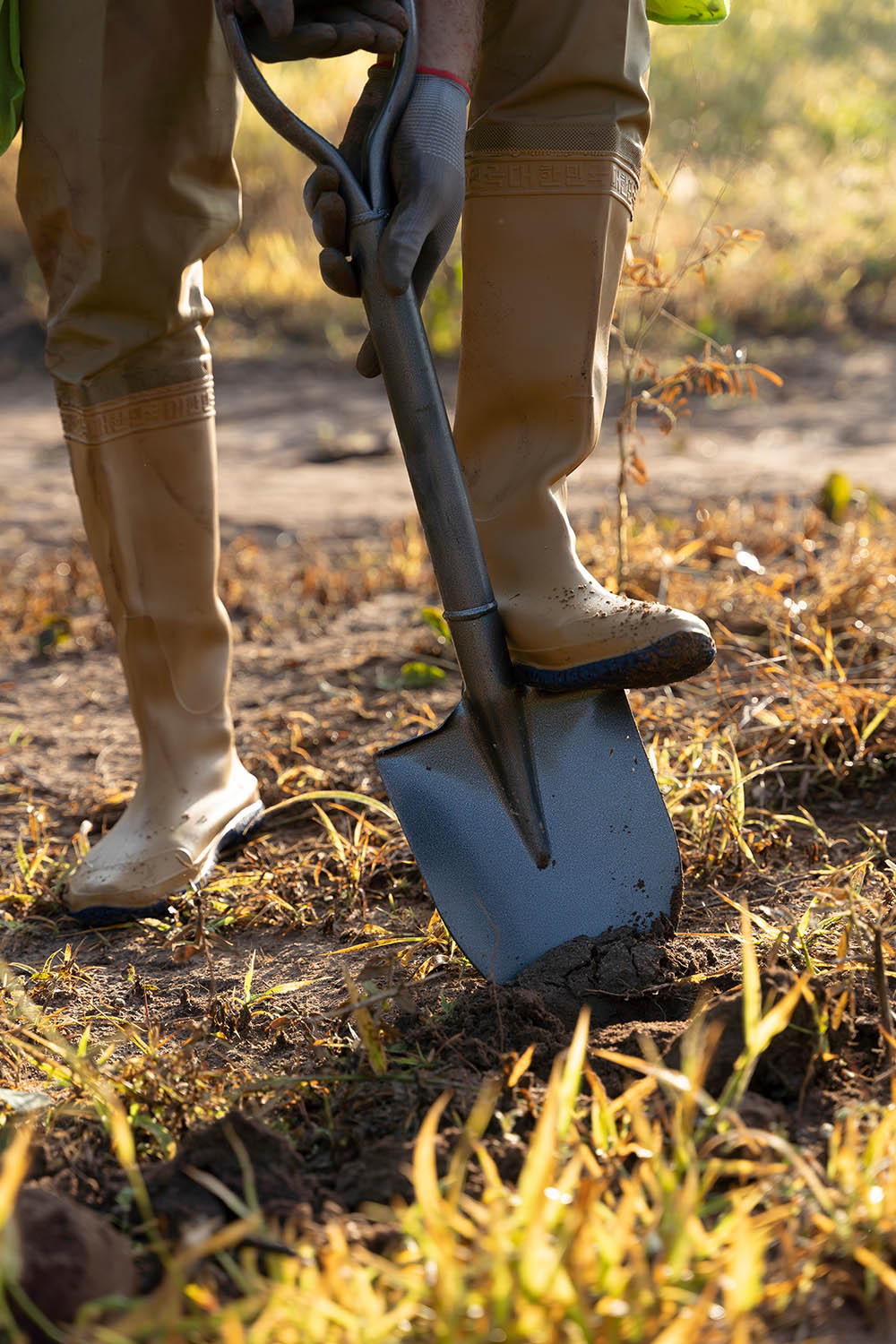 A professional gardener digging the soil with a spade.
