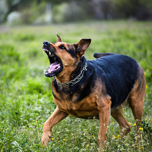 An aggressive dog barking and showing its teeth.