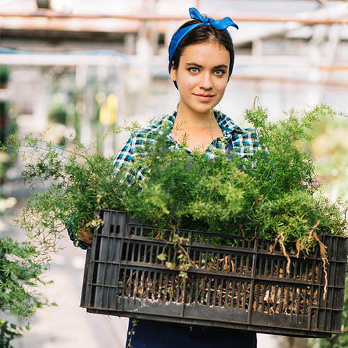 A florist carrying a large crate of plants.
