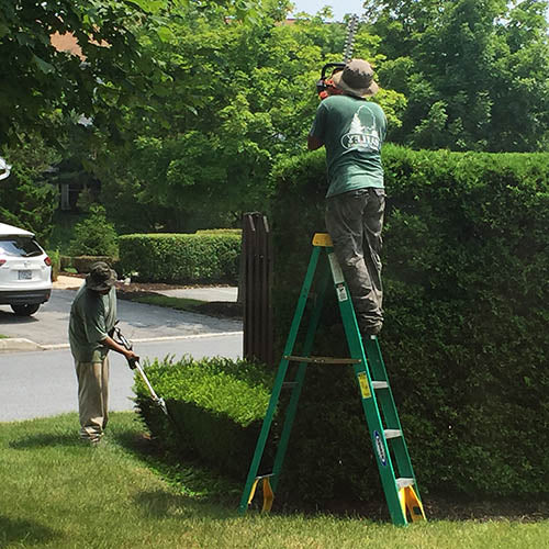 Gardeners working at height using a ladder to cut a tall hedge.