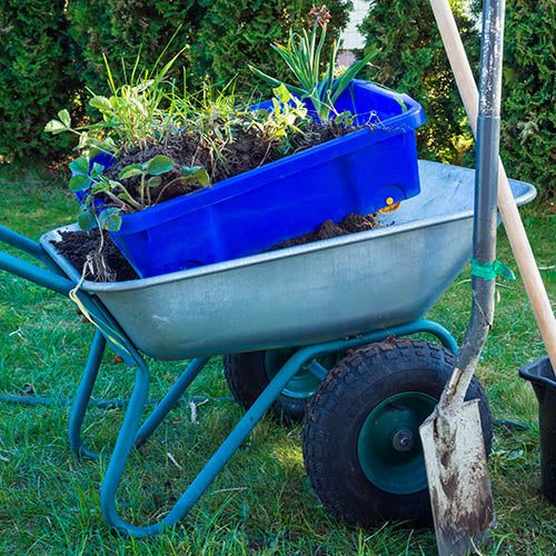 Heavy looking wheelbarrow filled with plants and soil.