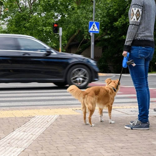 A dog walker waiting to cross a busy road with a dog.