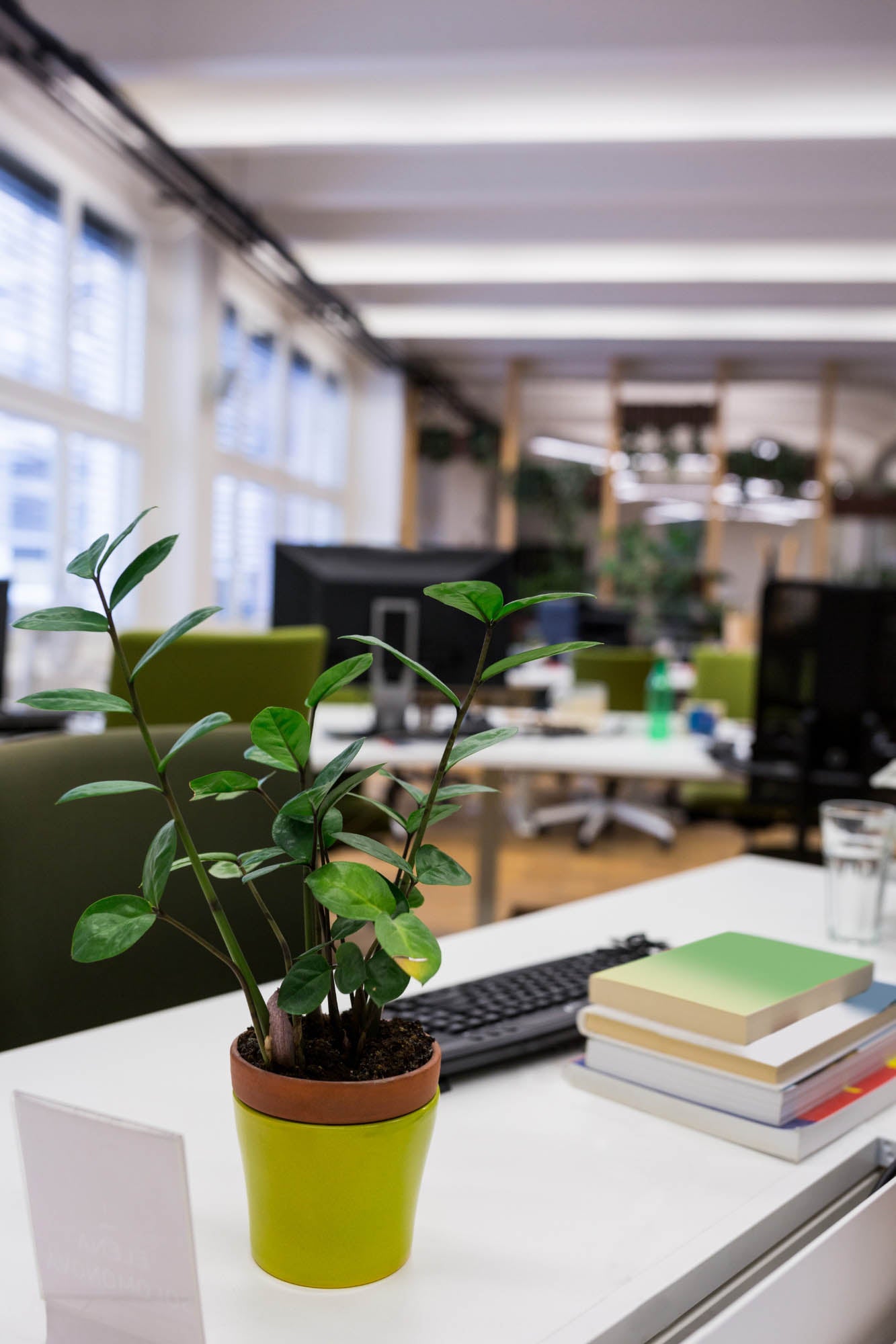 A pot plant on a desk in an office environment